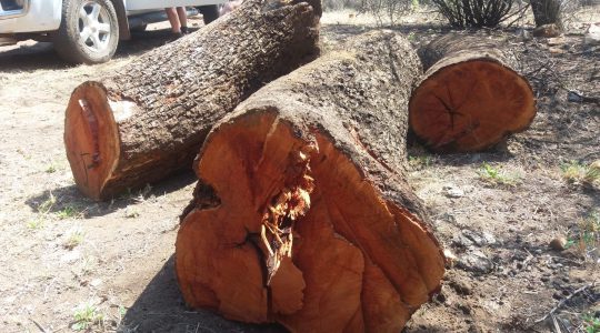 161026 three quality pink ivory logs wood