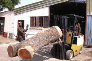 Grume d'Ivoire rose d'une tonne