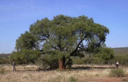 Olivier sauvage de 400 ans d'âge! Olivier sauvage de 400 ans d'âge!