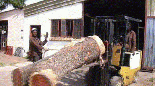 Pink ivory Pink ivory