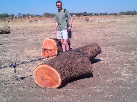 Red ivory top quality large log red ivory logs