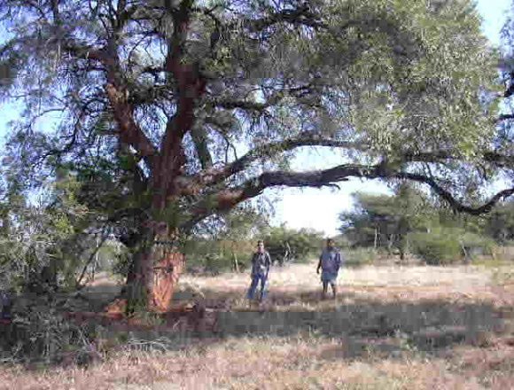 Wild Olive under foliage Wild Olive under foliage